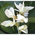 Live Canna Lily (White Flower and Green Leaves) Plant - Healthy Live 1 Plant