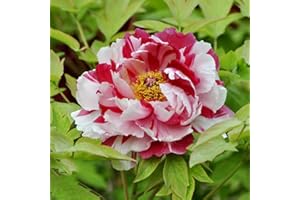 BRKENT Peonie Piante Bulbi Di Peonia Resistenti Fiore Fiori Tuberi Di Peonia Ornamentali Peonie Perenni Resistenti Tuberi Fiori Da Balcone Decorazione Da Giardino Fiori Giardino 2 Pezzi (Bianco Rosso)
