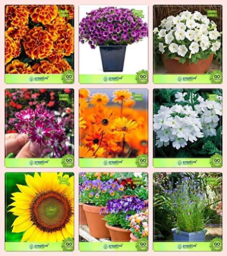Pinkdose® Flower Seeds : Imported Flower Seeds Combo Marigold- Bicolour, Osteopermum, Petunia-Snowball, Phlox Twinkle, Venidium-Orange, Verbena-Whit