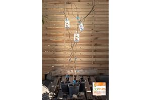 FUTURETECH ONLINE Kiwi graines de fruits, des plantes en pot, MIN Nutrition arbre est riche, beau, Bonsai, graines de légumes de melon - 10 pcs/lot