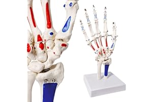 EVOTECH SCIENTIFIC Hand Skeleton Model W/Articulated Joints Shows Portion of Ulna-Radius, W/Muscles Insertions & Origins Painted, W/Instruction Manual