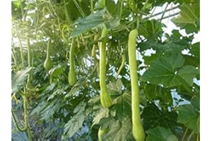 HENSITA ITALIAN HEIRLOOM HERITAGE COURGETTE TROMBONCINO ALBENGA TRAILING EARLY SUMMER SQUASH 10 ORGANIC SEEDS CERTIFIED FRENCH ORGANIC GROWER