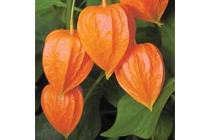 Thompson & Morgan Perennial Physalis Chinese Lantern Hardy Cottage Plants Ideal for Borders, Pots & Containers (3 Bare Root Plants, Physalis Chinese Lantern)