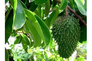 GREEN FUTURE PFLANZENHANDEL Stachelannone Annona muricata Pflanze 15-20cm Graviola Sauersack Soursop Rarität