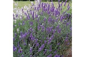 WOLDS COLLECTION Pack x6 Traditional Lavender 'Vera' Perennial Flowering Plug Plants