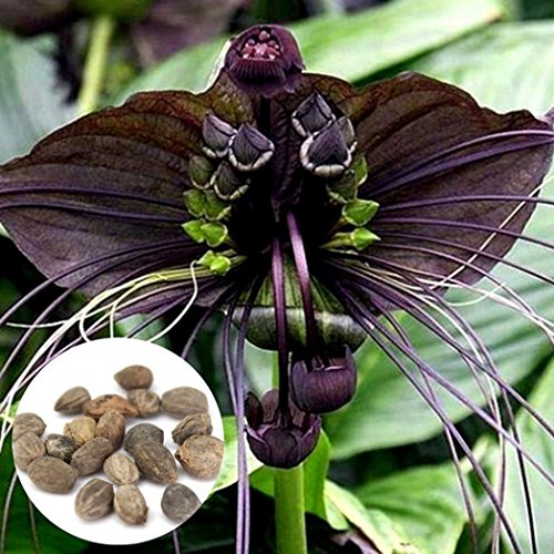 Preisvergleich Produktbild WuWxiuzhzhuo 100 Funny Rare Schwarz Fledermaus Fledermausblume Schnurrbarthaare Blumensamen, Garten Pflanzen 1