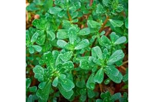 HAPPY GREEN SHOP Green Purslane 2 000 Seeds + Plant tag + Freebie - Succulent - Portulaca oleracea Sativa