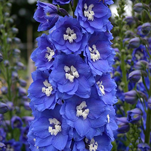 Delphinium - Rittersporn-dunkelblau - Magic Fountain - kleine Sorte - 15 Samen