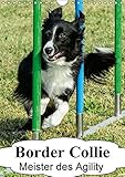 Image de Border Collie Meister des Agility (Wandkalender 2016 DIN A4 hoch): Border Collies unter Turnierbedin