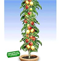 BALDUR Garten Säulen-Apfel 'Braeburn', 1 Pflanze Apfelbaum Malus domestica