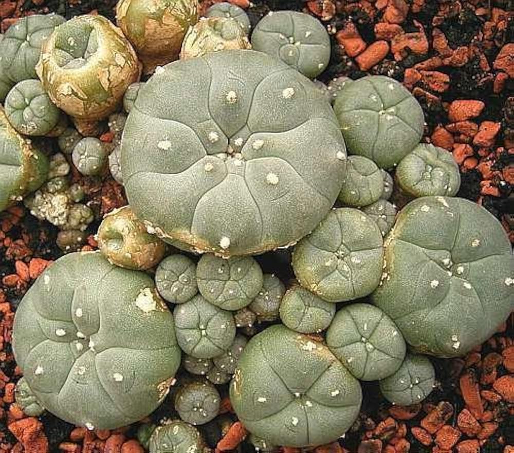 Кактус содержащий мескалин. Пейот (lophophora williamsii. кактус lophophora williamsii. мескалин (пейот). кактус пейот мескалин.