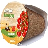 K&uuml;&ccedil;&uuml;k Bah&ccedil;em &Ccedil;eri Domates Tohumu Yetiştirme Seti