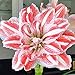 Produktbild Portal Cool Birne 34/36: Amaryllis Hippeastrum Dancing Queen Große Birnen-Größe 34/36