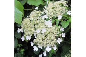 Kletterhortensie (Hydrangea anomala Petiolaris/Hortensie) Kletterpflanze - Weiß, Mehrjährig & Winterhart - Hortensien - 2 Liter Topf | ClematisOnline Kletterpflanzen