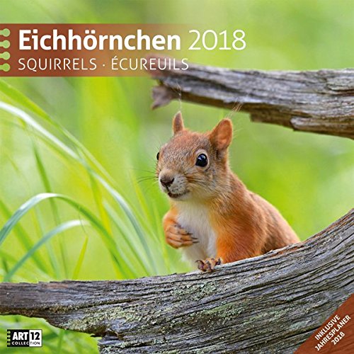 Preisvergleich Produktbild Eichhörnchen 30x30 2018