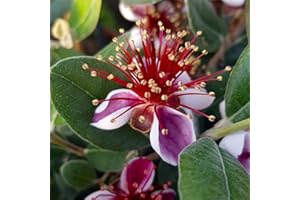 YouGarden Pineapple Guava, ACCA Selloweana, Established Fruit Tree in 3 Litre Pot, Grow Your Own Edible Fruit, for Gardens or Patios, Hardy Feijoa Trees