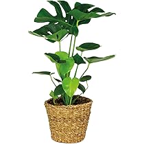 Bloomique - Monstera Deliciosa - Fensterblatt - Zimmerpflanzen -  Pflegeleicht - Luftreinigend - Hhe 70-80 cm - Mit Rattan Korb 21 cm - Topf  21 cm : Amazon.de: Garten