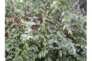 BAUMSCHULE Immergrünes Geißblatt - Lonicera Henryi - Kletter-/Schlingpflanze, robust, starker Wuchs, 40-60 cm