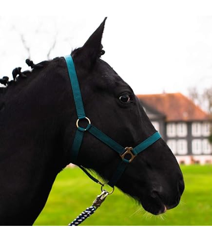 Licol En Cuir Noir Pour Chevaux – Tailles Poney, Cob, Sang Chaud, Sang Froid, Avec Rembourrage Doux Et Boucles Dorées