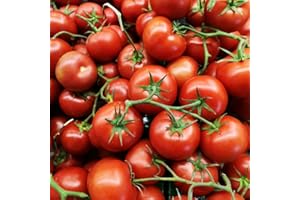 Alicante Tomato Seeds – 30 Fresh Tomato Seeds – Plant and Grow Your Own Vegetables Ideal for Greenhouse, Garden, Polytunnel, Growbags, Large Pots or Containers - Packed in The UK by Meldon Seeds