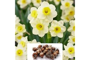 BOTANICAL BLISS 18 Dwarf Daffodil Minnow Bulbs - RHS Award Winner - Compact Narcissus Variety with Fragrant Flowers - Herbaceous Perennial Bulbs – Cultivated for UK Climate Conditions