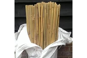 Sandal Stars Bamboo Garden Canes Heavy Duty Strong Thick Quality Support Green Canes Best Seal Cheep Price 10, 5 FT (150cm)