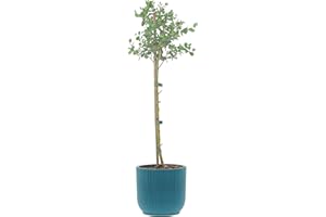 KENTIS - Eucalyptus Gunnii - Alberello Eucalipto - Piante Vere da Esterno Resistenti - Pianta da Giardino Antizanzara - H 40-50 Vaso Ø 15 cm