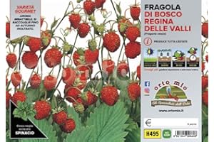 Orto Mio Piantine di Ortaggi in pack cubettato per la produzione famigliare disponibili in molte tipologie e varietà (Fragola di Bosco 6 piante)