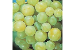 BAUMSCHULE WEDROWSKI W Vigne Lumineuse Iza Zaliwska 2L - Plante de Jardin, Arbres fruitiers - la Décoration Parfaite pour Votre Propriété - Pour les Débutants et les Jardiniers Professionnels