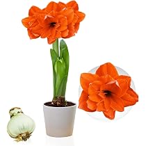 Bulbe Amaryllis Benfica Grand Format 26/30 - Hippeastrum Véritable Hollande - Fleurs Spectaculaires Intérieur