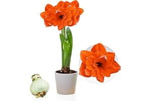 DUTCH BULBS EXCLUSIVE PLANTS FROM HOLLAND Amaryllis Double Orange Bulbo, 1 bulbo de flor en tamaño grande 26/30, Exclusivos plantas y flores de Holanda, Hippeastrum reales