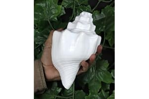 ASHIRWAD Shankh Vamavarti Dattatreya - Coquille de conque - Rituel Puja - Shankhnaad (19,6 cm)