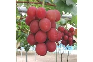 Haloppe 50pcs graines de Fruits de Raisin pour la Plantation de Jardin à la Maison, graines de Raisin délicieux Fruits Cour Jardin Toit Balcon Plante Pépins de Raisin