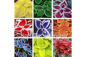 SVI 24 style de couleur différente Rare style russe du bonsaï pot Coleus maison jardin 40PCS graines de bricolage