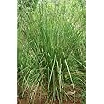 HERBALISM Khus Khus Vetiver Grass Chrysopogon zizanioides grass 150gm