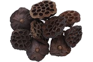 CRAFTPLAY Dried Lotus Heads | Sizes range from: 7cm to 12cm (natural products will vary) | Pack of 10