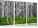 Produktbild kleiner ansehnlicher Birkenwald schwarz/weiß 3-Teiler Leinwandbild 120x80 Bild auf Leinwand, XXL riesige Bilder fertig gerahmt mit Keilrahmen, Kunstdruck auf Wandbild mit Rahmen, günstiger als Gemälde oder Ölbild, kein Poster oder Plakat