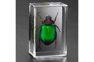 Earnmore Insect Resin，Real Giant Insect Paperweight Taxidermy Specimen ，Real Insect Specimen Transparent Resin Creative Small Ornaments Kindergarten Teaching Observation Toy Scorpion Spider Beetle