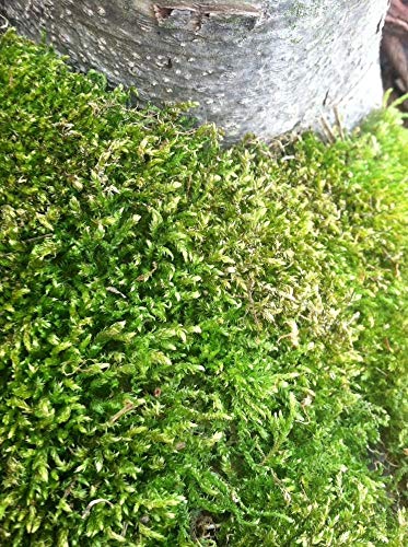 FERRY Semillas germinación Alta Solamente NO Plantas: TerrariumSeed TopGreen Semilla Hoja Hada del jardín orgánico químico