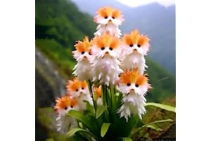 Worparsen 100 PCs Katzenorchideensamen zum Pflanzen seltener Katzengesichtsorchideensamen Nicht-Gentechnik-Blumen Samen für Gartenblumentöpfe im Freien Balkonen C