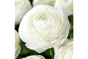 BOTANICAL BLISS 10 Ranunculus Asiatic Peony Flowered White Bulbs - Spring Flowering Perennials with Snow White Blooms - Ideal for UK Gardens, Long-Lasting Cut Flowers