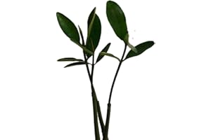 SAMENCHILISHOP Rote Mangrove (Rhizophora mangle) Samen/Keimlinge ***Mangrovenbäume sind super seltene Zimmerpflanzen***