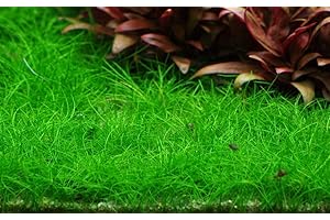 TROPICANA Tropica Aquarium Pflanze Eleocharis acicularis 'Mini Nr.132B TC in Vitro 1-2 Grow Wasserpflanzen Aquariumpflanzen