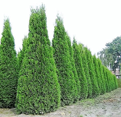 3 x Riesiger Lebensbaum Thuja Smaragd jeweils im 15 Liter Container in Baumschulqualität Gesamthöhe ca.200 cm. - 2