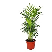 Planta Chamaedorea Elegans | Palmera De Salón | Mediana 70-80 Cm | Apta Para Mascotas