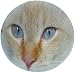 Produktbild Rundes Mauspad, Motiv süße Katze Gesicht: #RMM09, Ingwer