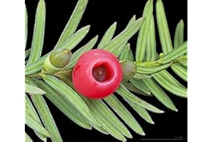 Tree Seeds Online - Taxus Baccata- Old English Yew - 1 Packs