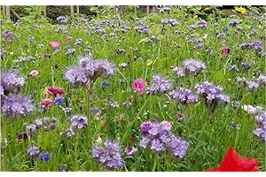 DAMAVAND PRO Semi di fiori selvatici 1 kg prato misto 10 specie prato solo semi di fiore api pascolo farfalla valore sfuso fiori selvatici UK Mix nettare