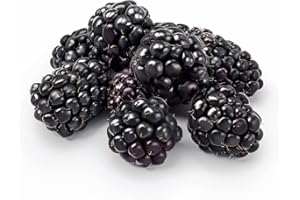 100 Semillas de Mora Silvestre - SemiSauvage Permacultura