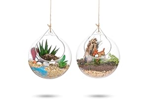 ‎GLASSEAM Hängende Glaskugel Vase Glaskugel 2 Pcs Große Öffnung Sukkulenten Aufhängen Terrarium Glas Flower Air Pflanzgefäß Container 4 Inches für Home Party Hochzeitsgarten DIY Desig